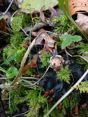 Peltigera neopolydactyla