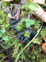 Peltigera neopolydactyla