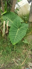 Xanthosoma