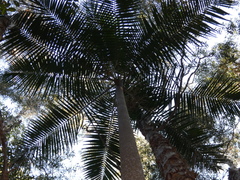 Archontophoenix cunninghamiana