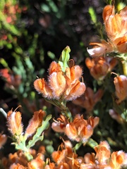 Genista tridentata