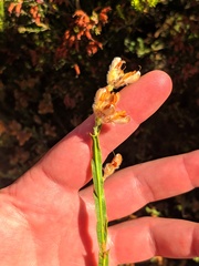 Genista tridentata