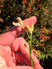Genista tridentata