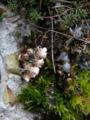 Peltigera ponojensis