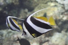 Heniochus diphreutes