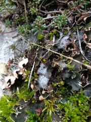 Peltigera ponojensis