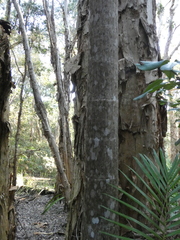 Archontophoenix cunninghamiana