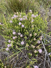 Stilbe ericoides