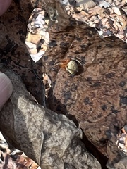 Araneus thaddeus