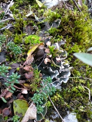 Peltigera ponojensis