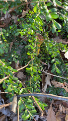 Ilex crenata