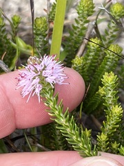 Stilbe ericoides