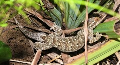 Thecadactylus rapicauda