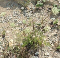 Silphiodaucus hispidus