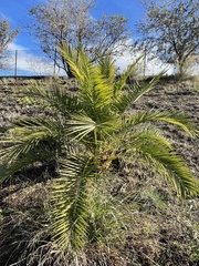 Phoenix canariensis