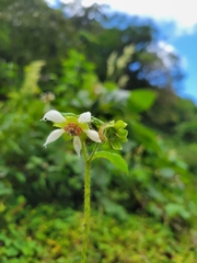 Nasa triphylla rudis