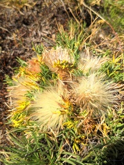 Jurinea humilis