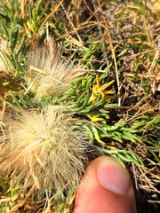Jurinea humilis
