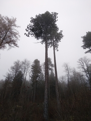 Pinus
