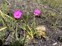 Drosera esterhuyseniae