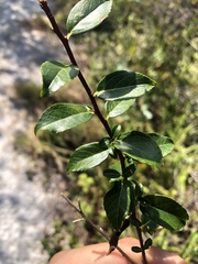 Ilex ambigua