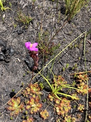 Drosera esterhuyseniae