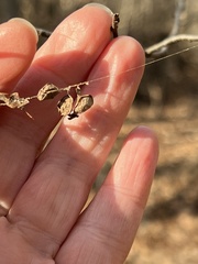 Metepeira labyrinthea