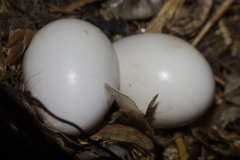 Gubernetes yetapa