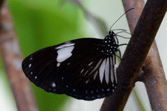 Euploea radamanthus