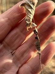 Metepeira labyrinthea