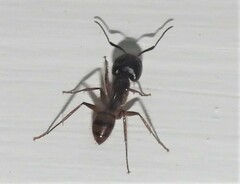 Camponotus atriceps