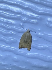 Coelostathma discopunctana