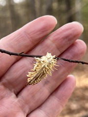 Akanthomyces