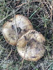Suillus brevipes