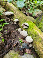 Auricularia nigricans