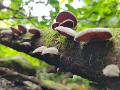 Auricularia nigricans