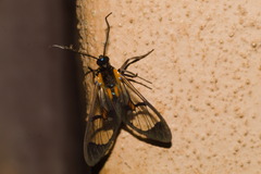 Cosmosoma centralis
