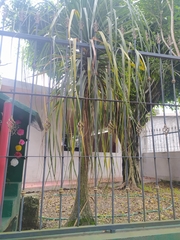 Beaucarnea