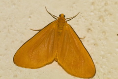 Eubaphe