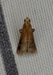 Eulogia ochrifrontella