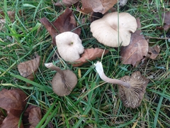 Pseudoclitocybe