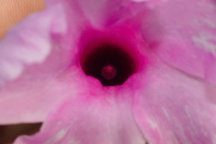 Rhabdadenia madida