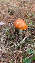Amanita