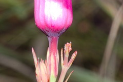 Rhabdadenia madida