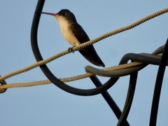 Leucolia violiceps