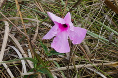 Rhabdadenia madida
