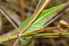 Rhabdadenia madida