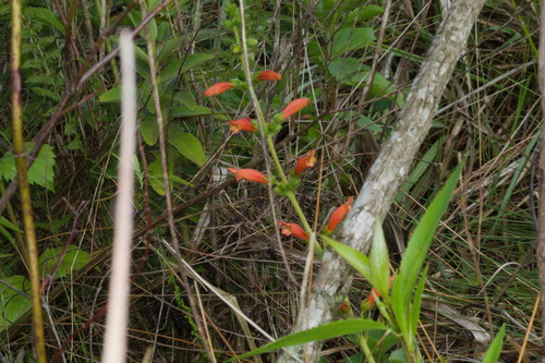 Sinningia elatior