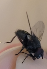 Calliphora vomitoria