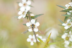Leptospermum continentale